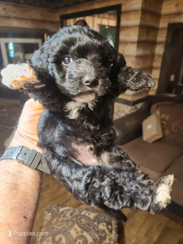 Boy yorkie poo – Yorkipoo puppy for sale in Corinth, MS
