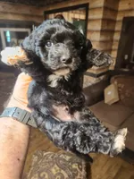 Boy yorkie poo, a male Yorkipoo for sale in Corinth, MS – Photo 1 of 6