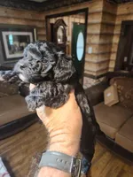 Boy yorkie poo, a male Yorkipoo for sale in Corinth, MS – Photo 3 of 6