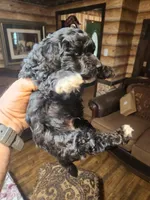 Boy yorkie poo, a male Yorkipoo for sale in Corinth, MS – Photo 6 of 6