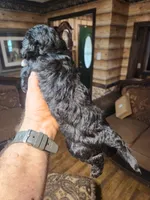 Boy yorkie poo, a male Yorkipoo for sale in Corinth, MS – Photo 4 of 6