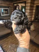 Boy yorkie poo, a male Yorkipoo for sale in Corinth, MS – Photo 5 of 6