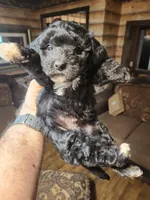 Boy yorkie poo, a male Yorkipoo for sale in Corinth, MS – Photo 2 of 6