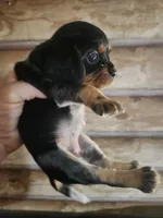 Beaglier girl, a female Beagle and Cavalier King Charles Spaniel for sale in Corinth, MS – 2 of 6