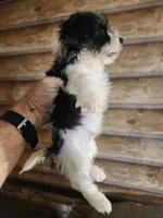 Yorkie boy , a male Yorkshire Terrier for sale in Corinth, MS – 4 of 7