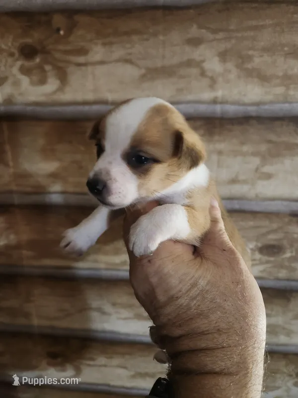 Chicorgi B1 – Pembroke Welsh Corgi, Chihuahua puppy for sale in Corinth, MS