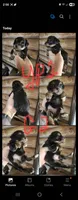 Yorkie poo G2 Litter 1, a female Yorkipoo for sale in Corinth, MS – 4 of 7