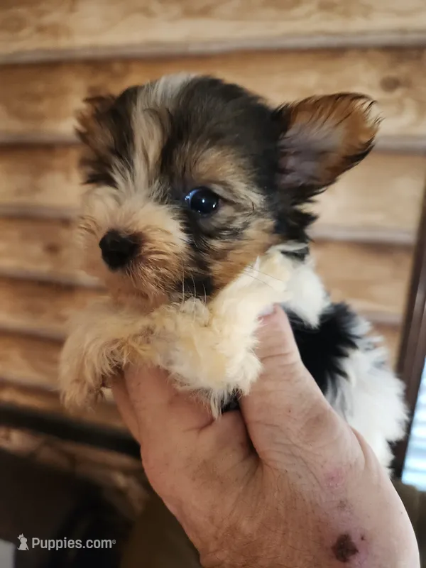 Yorkie poo B4 – Yorkipoo puppy for sale in Corinth, MS