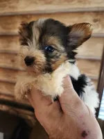 Yorkie poo B4, a male Yorkipoo for sale in Corinth, MS – 1 of 2