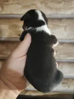 Chicorgi girl, a female Pembroke Welsh Corgi and Chihuahua for sale in Corinth, MS – 4 of 7