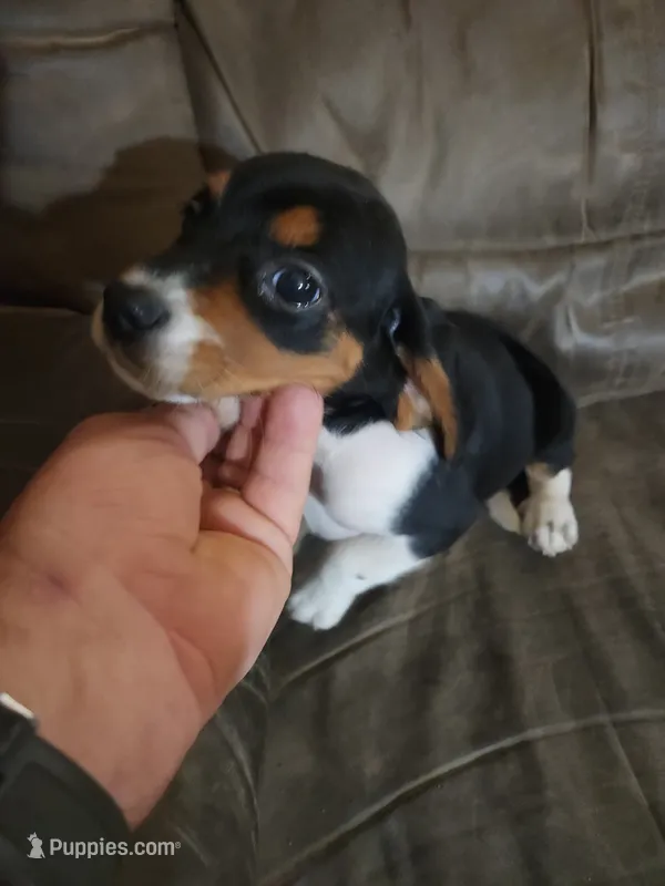 Beaglier girl – Beagle, Cavalier King Charles Spaniel puppy for sale in Corinth, MS