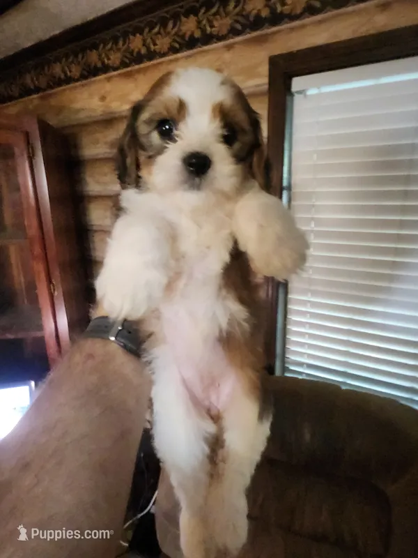 Yorkie poo chon girl 2 – Bichon Frise, Yorkipoo puppy on hold in Corinth, MS