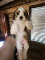Yorkie poo chon girl 2, a female Bichon Frise and Yorkipoo for sale in Corinth, MS – 1 of 6