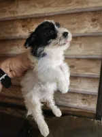 Yorkie Girl, a female Yorkshire Terrier for sale in Corinth, MS – 8 of 8