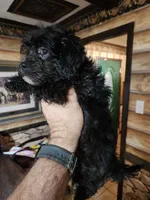 Male shorkie poo, a male Yorkipoo and Shih Tzu for sale in Corinth, MS – 5 of 6