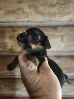 Yorkie poo G1 Litter 2, a female Yorkipoo for sale in Corinth, MS – 6 of 7