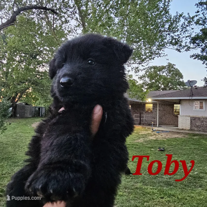 Toby, a male German Shepherd Dog for sale in Shawnee, OK – Photo 1 of 2