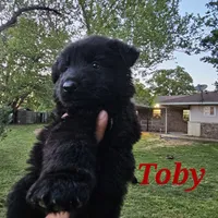 Toby, a male German Shepherd Dog for sale in Shawnee, OK – Photo 1 of 2