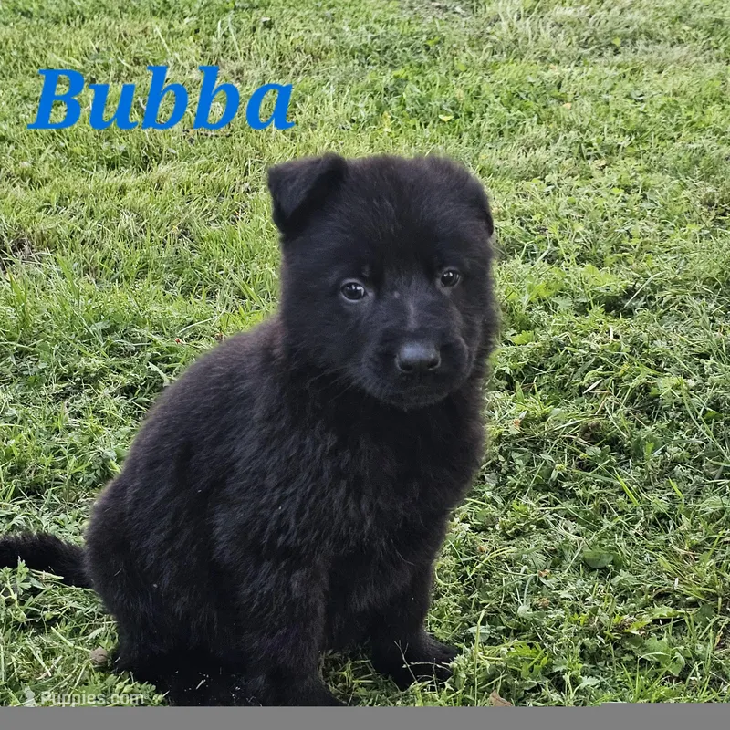 Bubba – German Shepherd Dog puppy for sale in Shawnee, OK