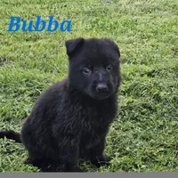 Bubba, a male German Shepherd Dog for sale in Shawnee, OK – Photo 1 of 2