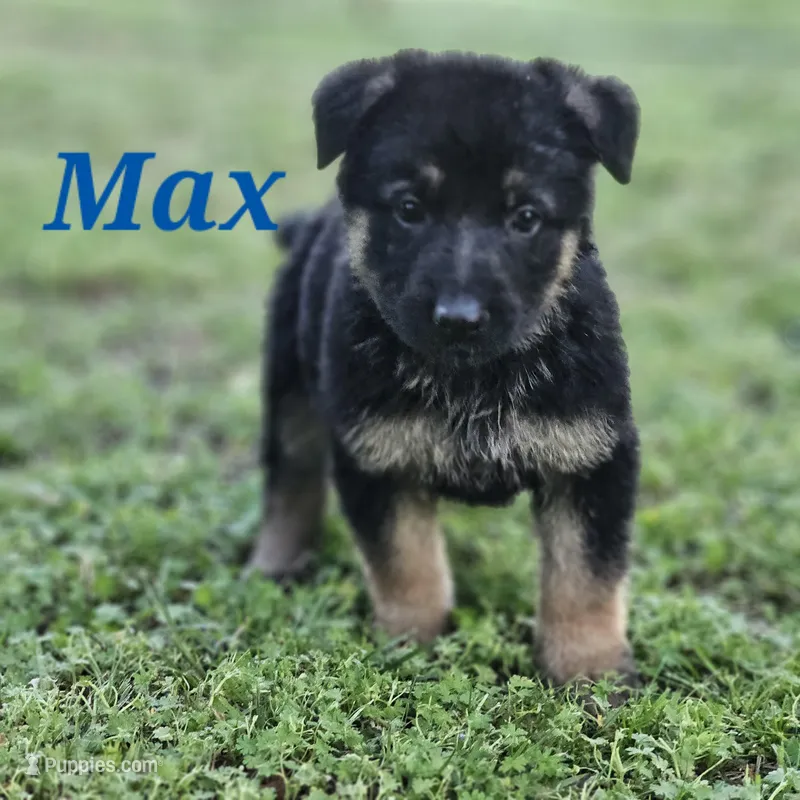Max – German Shepherd Dog puppy for sale in Shawnee, OK