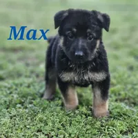Max, a male German Shepherd Dog for sale in Shawnee, OK – Photo 1 of 2