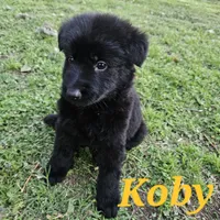 Koby , a male German Shepherd Dog for sale in Shawnee, OK – Photo 1 of 2
