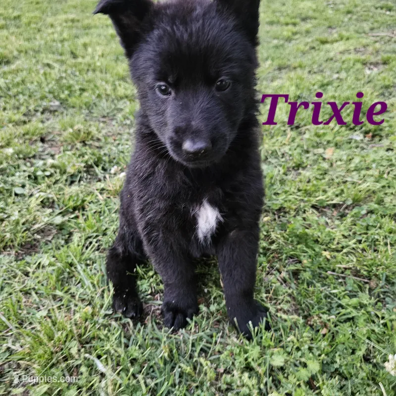 Trixie, a female German Shepherd Dog for sale in Shawnee, OK – Photo 1 of 2