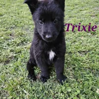 Trixie, a female German Shepherd Dog for sale in Shawnee, OK – Photo 1 of 2