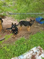 Trixie, a female German Shepherd Dog for sale in Shawnee, OK – Photo 2 of 2