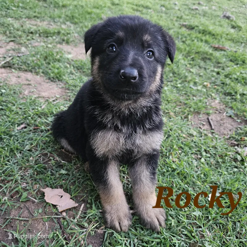 Rocky – German Shepherd Dog puppy for sale in Shawnee, OK