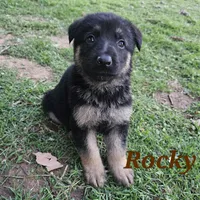 Rocky, a male German Shepherd Dog for sale in Shawnee, OK – Photo 1 of 2