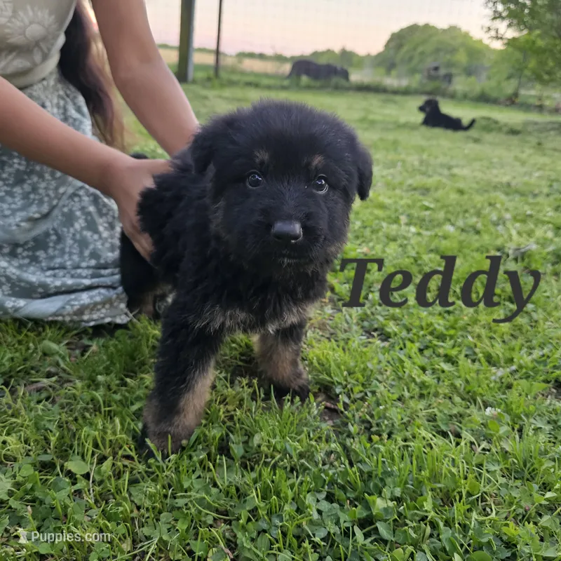 Teddy – German Shepherd Dog puppy for sale in Shawnee, OK