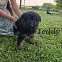 Teddy, a male German Shepherd Dog for sale in Shawnee, OK – Photo 1 of 2