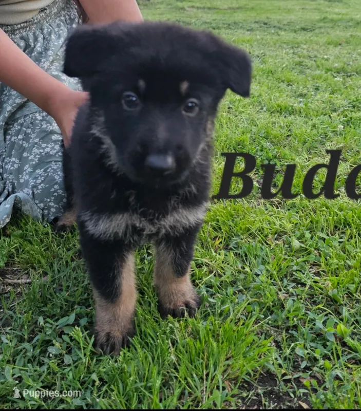 Buddy – German Shepherd Dog puppy for sale in Shawnee, OK