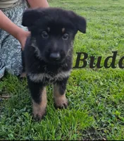Buddy, a male German Shepherd Dog for sale in Shawnee, OK – Photo 1 of 2