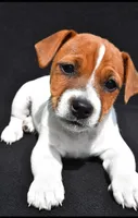 Bella, a female Jack Russell Terrier for sale in Holmesville, OH – 3 of 5