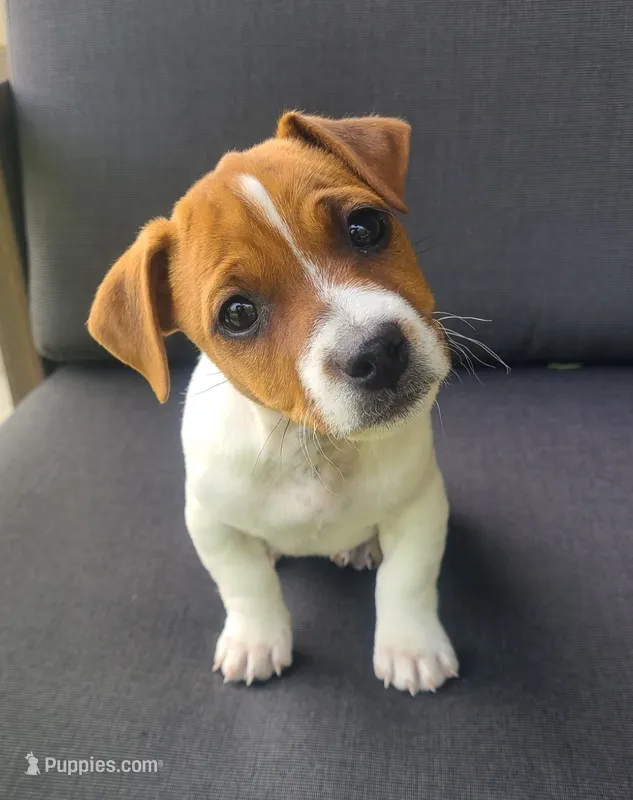 Bella – Jack Russell Terrier puppy for sale in Holmesville, OH