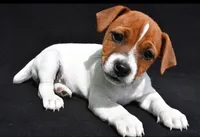 Bella, a female Jack Russell Terrier for sale in Holmesville, OH – 2 of 5
