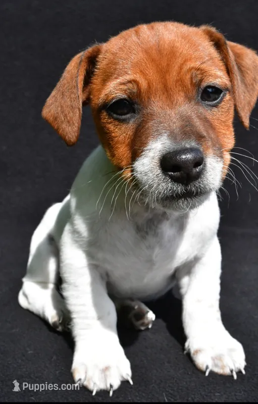 Remi – Jack Russell Terrier puppy for sale in Holmesville, OH