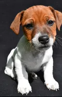 Remi, a female Jack Russell Terrier for sale in Holmesville, OH – 1 of 2