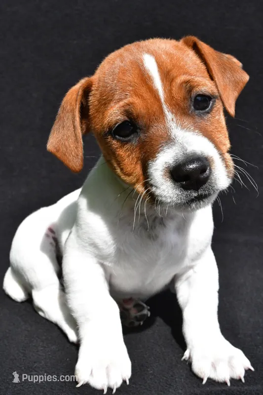Bella – Jack Russell Terrier puppy for sale in Holmesville, OH