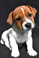 Bella, a female Jack Russell Terrier for sale in Holmesville, OH – 1 of 5