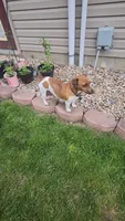 Bella, a female Jack Russell Terrier for sale in Holmesville, OH – 4 of 5