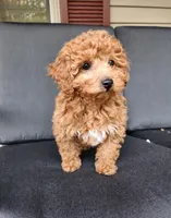 Skye, a female Poodle - Toy  and Poodle - Miniature  for sale in Holmesville, OH – 3 of 4