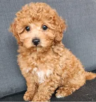 Skye, a female Poodle - Toy  and Poodle - Miniature  for sale in Holmesville, OH – 1 of 4