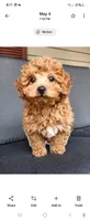 Skye, a female Poodle - Toy  and Poodle - Miniature  for sale in Holmesville, OH – 4 of 4