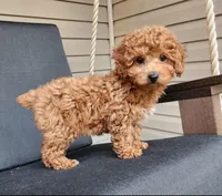 Skye, a female Poodle - Toy  and Poodle - Miniature  for sale in Holmesville, OH – 2 of 4