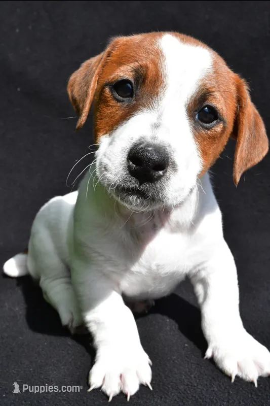 Gunner – Jack Russell Terrier puppy for sale in Holmesville, OH