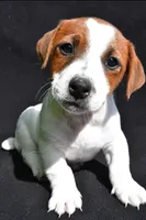 Gunner, a male Jack Russell Terrier for sale in Holmesville, OH – 1 of 4